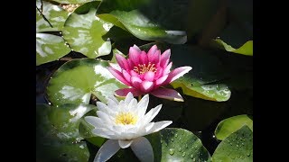 Кувшинки в пруду, нимфеи, водяная лилия, Nymphaea, water lily, Finca El Porton, 21/06 - 08/07/2017