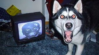 Weekly Funny Dogs And Cats Videos - Try Not To Laugh!