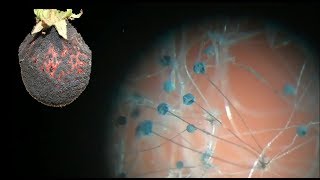 Плесневеют овощи и фрукты? Болеют цветы? Решение очень простое.