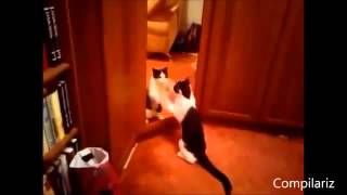 Прикольные кошки и зеркала   ржачная подборка приколов Забавно смотреть!!