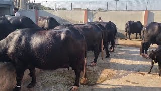 Super Nili Ravi buffalo herd in Gujrat