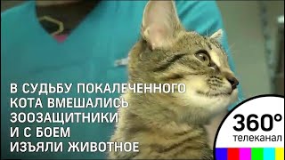 Кот, которого забрали у живодёрки из Кунцево, находится под присмотром ветеринаров