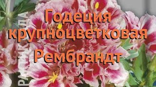 Годеция крупноцветковая Рембрандт (rembrandt) ? обзор: как сажать, семена годеции Рембрандт