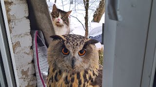 Сова не знает, что у неё за спиной угуевший кот. Угуй отсюдова!