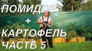 Огород Баварский.Прививка помидора на Картофель Часть 5.