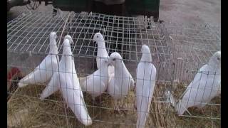 Николаевские голуби. Ярмарка Великие Копани ч.(3)