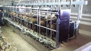 Goat Sheep Milking Parlour Fast Exit Stall - Παγίδα Γρήγορης Διαφυγής για Κατσίκια και Πρόβατα