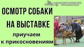 Осмотр собаки у ринге на выставке. Приучаем к прикосновениям