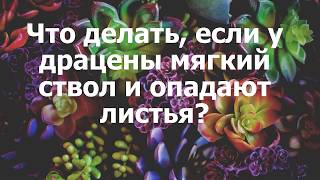 Что делать, если у драцены мягкий ствол и опадают листья?