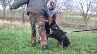 Дрессировка ротвейлера на охрану. http://dogclass.ru/ и http://stopvrag.ru