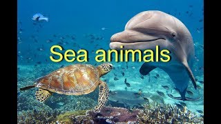 Sea animals. Learn sea animals. Морские животные на английском языке.