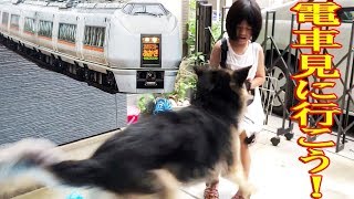 電車を見に行こう！シェパード犬マック下町散策Time for walkies!