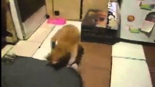 Ποντικος εναντίον γάτας -  mouse vs cat