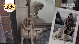 사라진 주인..ㅣ Dogs Cry Every Day.. Waiting For Missing Owner