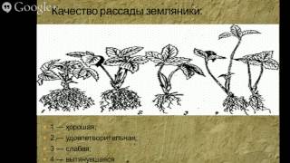 Как определить качество рассады клубники с первого взгляда.