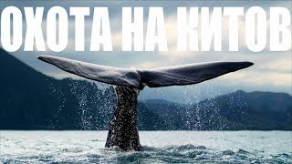 Киты в Калифорнии