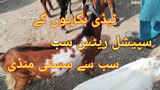 teddy goats fresh rates low cast mandi teddy speciel