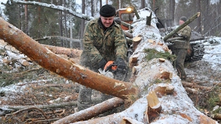 Жесть. Опасная работа в лесу!