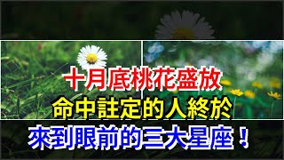 十月底桃花盛放，命中註定的人終於來到眼前的三大星座！，[星座運勢大全]