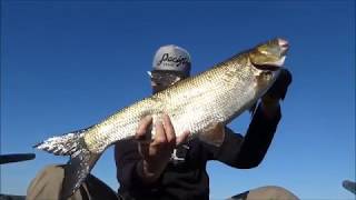 Крупный жерех на уокер. (вываживание) Big asp fishing with topwater.