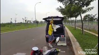 Cockatoo free fly Indonesian Parrot Lovers Kakatua Triton Jambul kuning