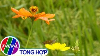 Chào buổi sáng (26/01/2020)