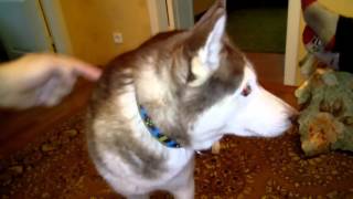 Как достать хаски/ How to get a Husky