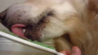 ASMR 4 Hours of Dog Licking Orapup Tongue Cleaning Brush - English Cream Golden Retriever