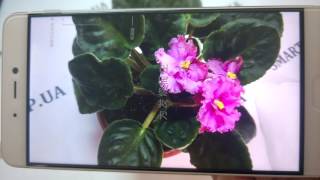 XIAOMI MI 5S КАМЕРА