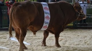Скот мясного направления Лимузинская порода  Выставка Золотая Осень 2013