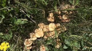 Собираю грибы в Крыму и рассказываю о цене на недорогие участки.