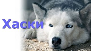 Хаски, сибирский хаски - коротко о породе.