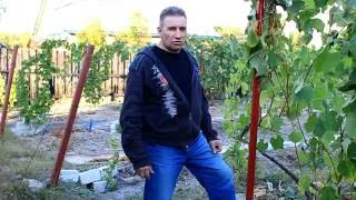 Выбор места, посадки винограда.
