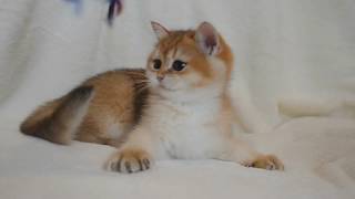 Британская золотая шиншилла котик очень яркий лисеныш ny 25