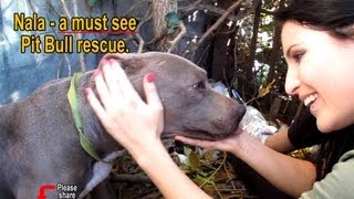 Nala - Scared stray Pit Bull living in a ditch - rescued! Please share on facebook & twitter
