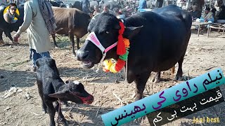 Neelam Ravi ki bhance | jersey cow | salam mandi sargodha