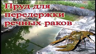 Мой пруд для раков в частном доме ( Часть 4)