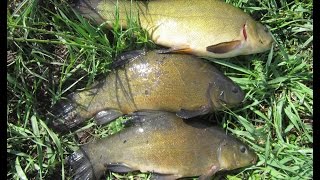 Ловля линя на поплавочную удочку в мае.  Tench Fishing in the float rod in May.