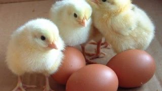 Инкубатор за 2 часа своими руками.