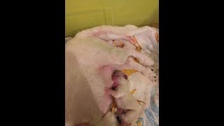 Первые щенки,много молока у мамы, придумала молокоотсос,  разрабатываем грудь.