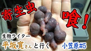 生物ライター・平坂さんと行く小笠原旅#5〜巨大サワラの腹から出てきた寄生虫を喰らう！〜