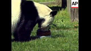 USA: PANDA HSING-HSING CELEBRATES 25TH ANNIVERSARY OF ARRIVAL IN US