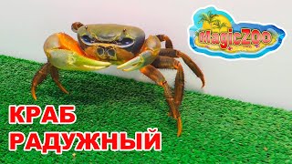 Радужный краб кушает салат.