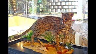 2018台中花博在后里森林驚豔「發現館」‧「四口之家」永續家園最想住的具生態保育的家‧「國際庭園」好美麗‧美食好平價‧2018臺中世界花卉博覽會