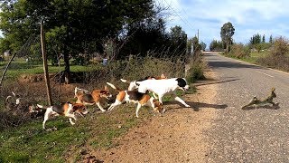Cacería De Conejos En Lolol Con Perros Beagle Y Galgos! Sexta Region!