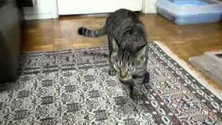靴下ボールで遊ぶ -playing with a socks-ball-