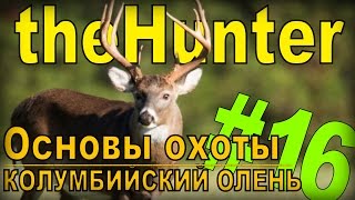 the Hunter - Колумбийский олень [Основы охоты] #16