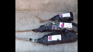 Агро-Маркет(agro-market).Посадка (1 часть)Гибриды Слива Абрикос,Слива Персик; виноград Преображение.