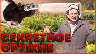 ЛУЧШАЯ КРЫСОЛОВКА | БОРЬБА С ВРЕДИТЕЛЯМИ