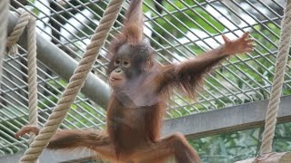 Borneose orang-oetans / Borneo-Orang-Utans / Bornean orangutans : Kölner Zoo